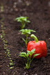 Urban Gardening