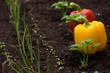Yellow and Red