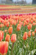 Tulip field