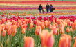 A family walking in tulip field