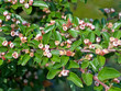 Zwergmispel - Cotoneaster