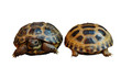 Testudo horsfieldii isolated Testudo horsfieldii isolated