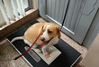 Weighing