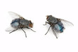 Two Blue Bottle Fly (Calliphora vomitoria) isolated on white)