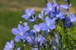 Leingewächs, linum for alternative medicine