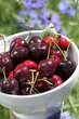 cerises