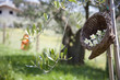 fiori nel canestro