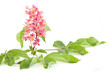 chestnut flower