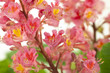 chestnut flower