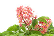chestnut flower