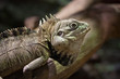 Foto: iguana iguana