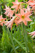 Amaryllidaceae