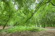 foret du morvan