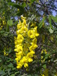 Fleur de Cytise - Laburnum anagyroides