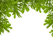 green leaves on white background green leaves on white background