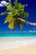 plage cocotier