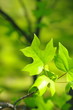 Leaf