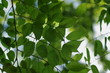 Greeeen Leaf