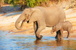 Large herd of African elephants