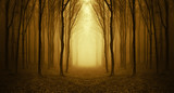 path through a golden forest at sunrise - Fine Art prints