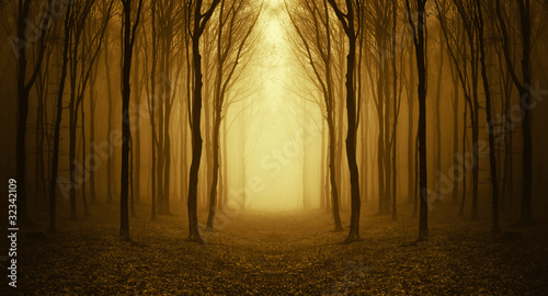 Photo: path through a golden forest at sunrise path through a golden forest at sunrise