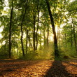 Beech forest