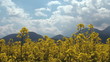 canola field in rainbow