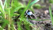Video: doug beetle scarab close up doug beetle scarab close up