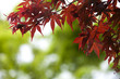 autumn leaves very shallow focus on green bokeh background