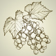 bunch of grapevine bunch of grapevine