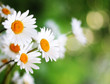 Margeriten