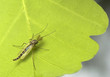 Mosquito