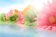 Photo: Colorful gerberas with sun spots Colorful gerberas with sun spots