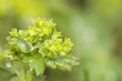 Alchemilla
