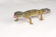Foto: Leopardgecko; Eublepharis macularius; Leopard Gecko Leopardgecko; Eublepharis macularius; Leopard Gecko