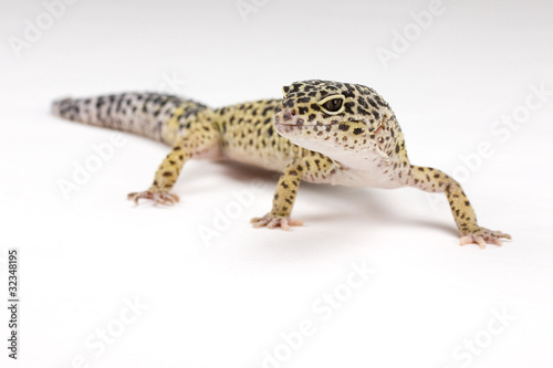 Foto: Leopardgecko; Eublepharis macularius; Leopard Gecko Leopardgecko; Eublepharis macularius; Leopard Gecko