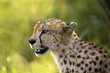 Ghepard