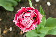 Single pink frilly tulip, Ottawa festival Single pink frilly tulip, Ottawa festival