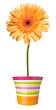 flower nature garden botany daisy bloom pot