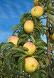 pomme variété belchard