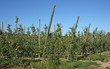 plantation de pommiers