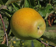 pomme variété golden