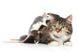 Cat and rats resting Cat and rats resting