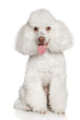 White poodle puppy. Isolated on a white background