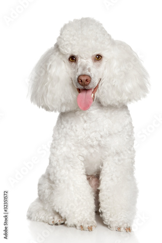 Photo: White poodle puppy. Isolated on a white background White poodle puppy. Isolated on a white background