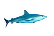 Caribbean Reef Shark (Carcharhinus perezii) on white background
