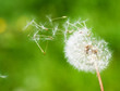 pusteblume