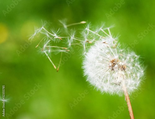 Photo: pusteblume pusteblume