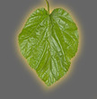 Leaf of mulberry Leaf of mulberry