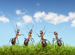 perfect work team concept, ants under blue sky